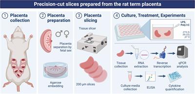 Precision-cut rat placental slices as a model to study sex-dependent inflammatory response to LPS and Poly I:C